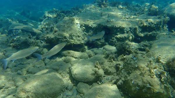 Salmonete Gris Salmonete Salmonete Rayado Mugil Cephalus Submarino Mar Egeo —  Fotos de Stock