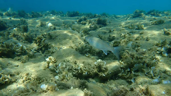 Flathead Meeräsche Flathead Meeräsche Gestreifte Meeräsche Mugil Cephalus Unterwasser Ägäis — Stockfoto