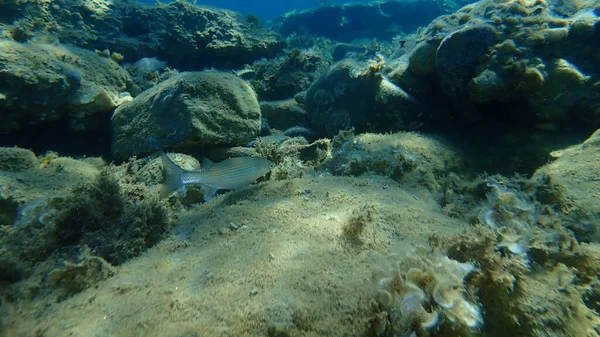 Flathead Meeräsche Flathead Meeräsche Gestreifte Meeräsche Mugil Cephalus Unterwasser Ägäis — Stockfoto