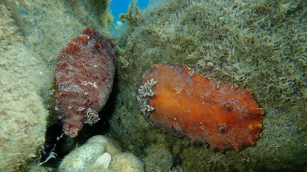 Ślimak Morski Czerwono Brązowy Nudibranch Lub Czerwono Brązowy Skórzany Doris — Zdjęcie stockowe
