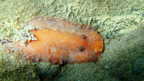 달팽이적 Nudibranch 적갈색 장수거북 Platydoris Argo 그리스 할키디키 — 스톡 사진