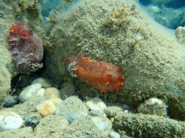 Deniz salyangozu kırmızısı çıplaklık ya da kırmızı kahverengi deri dori (Platydoris argo) deniz altı, Ege Denizi, Yunanistan, Halkidiki