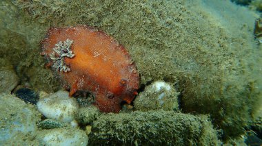 Deniz salyangozu kırmızısı çıplaklık ya da kırmızı kahverengi deri dori (Platydoris argo) deniz altı, Ege Denizi, Yunanistan, Halkidiki