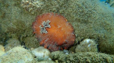 Deniz salyangozu kırmızısı çıplaklık ya da kırmızı kahverengi deri dori (Platydoris argo) deniz altı, Ege Denizi, Yunanistan, Halkidiki