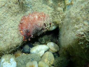 Deniz salyangozu kırmızısı çıplaklık ya da kırmızı kahverengi deri dori (Platydoris argo) deniz altı, Ege Denizi, Yunanistan, Halkidiki