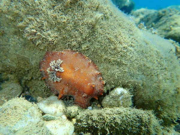 Sea Slug Redbrown Nudibranch Redbrown Leathery Doris Platydoris Argo Undersea — стокове фото