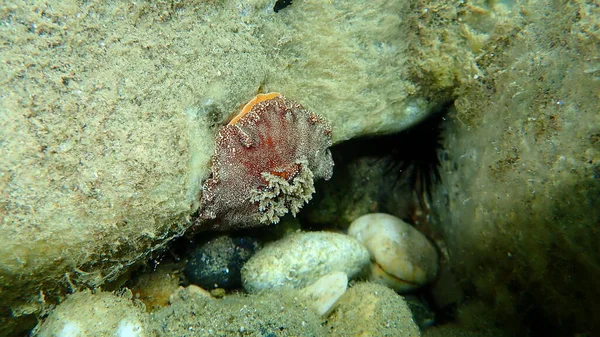 海蛞蝓红褐色的枝条或红褐色的革质背 Platydoris Argo 爱琴海 Halkidiki — 图库照片