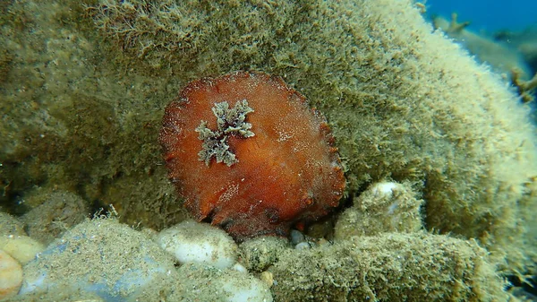 海蛞蝓红褐色的枝条或红褐色的革质背 Platydoris Argo 爱琴海 Halkidiki — 图库照片