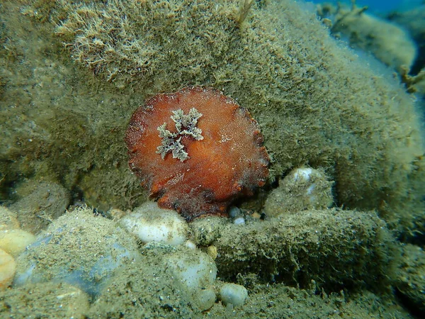 Tengeri Csiga Vörös Barna Nudibranch Vagy Vörös Barna Bőrű Doris — Stock Fotó