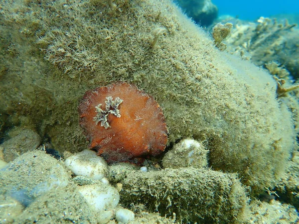 海蛞蝓红褐色的枝条或红褐色的革质背 Platydoris Argo 爱琴海 Halkidiki — 图库照片