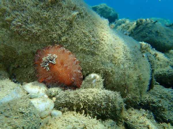 Sea slug redbrown nudibranch or redbrown leathery doris (Platydoris argo) undersea, Aegean Sea, Greece, Halkidiki