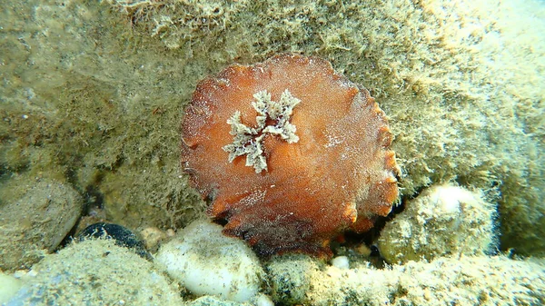 Lesma Mar Nudibranch Marrom Avermelhado Doris Marrom Avermelhado Couro Platydoris — Fotografia de Stock