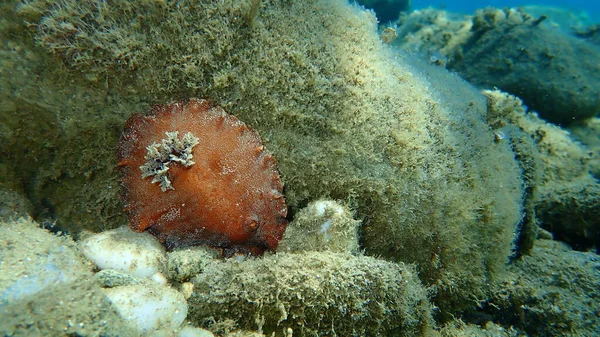 Meeresschnecke Rotbraune Nacktschnecke Oder Rotbraune Ledrige Doris Platydoris Argo Unterwasser — Stockfoto