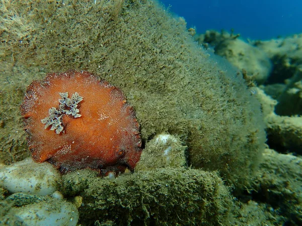 海蛞蝓红褐色的枝条或红褐色的革质背 Platydoris Argo 爱琴海 Halkidiki — 图库照片