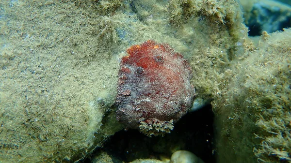 달팽이적 Nudibranch 적갈색 장수거북 Platydoris Argo 그리스 할키디키 — 스톡 사진