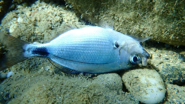 Sargo Morto Sargo Branco Diplodus Sargus Submarino Mar Egeu Grécia — Fotografia de Stock