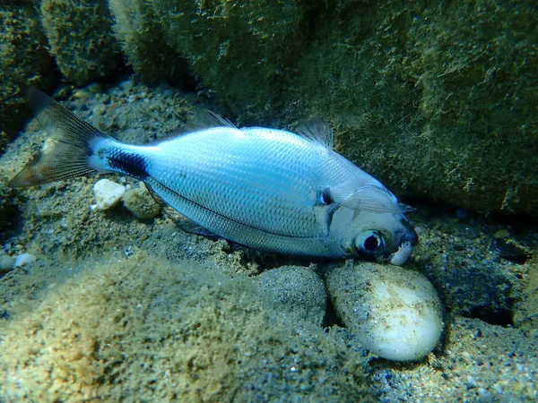 Νεκρός Σαργός Λευκός Βυθός Diplodus Sargus Υποθαλάσσιος Αιγαίο Ελλάδα Χαλκιδική — Φωτογραφία Αρχείου