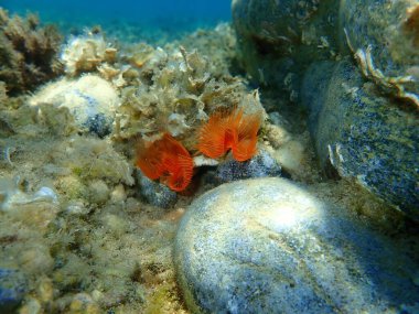 Polychaeta (Protula tubularia), denizaltı, Ege Denizi, Yunanistan, Halkidiki