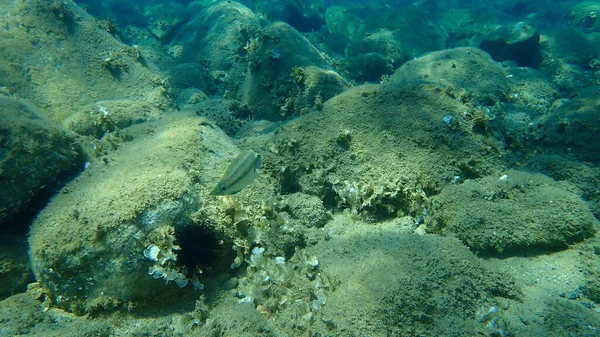 Pavão Atlântico Este Symphodus Tinca Submarino Mar Egeu Grécia Halkidiki — Fotografia de Stock