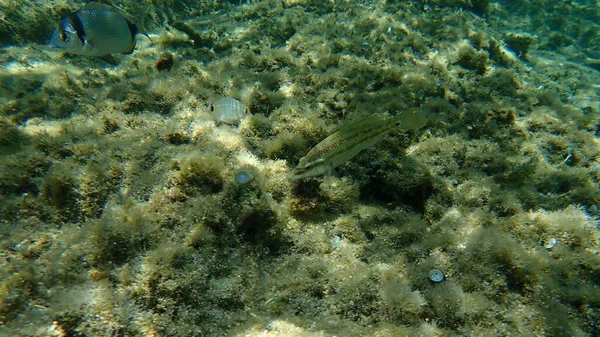 Pavo Real Del Atlántico Oriental Wrasse Symphodus Tinca Submarino Mar — Foto de Stock