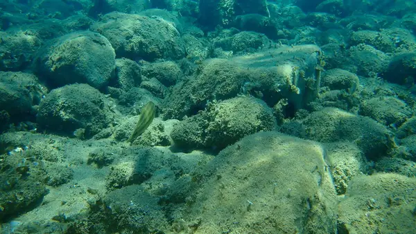 East Atlantic Peacock Wrasse Symphodus Tinca Undersea Aegean Sea Greece — Stock fotografie