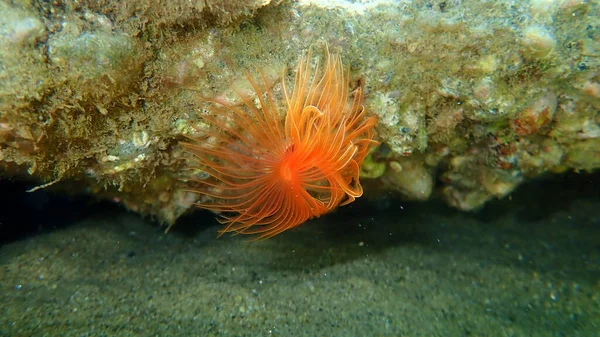 Polychaeta Protula Tubularia Bajo Mar Mar Egeo Grecia Halkidiki —  Fotos de Stock