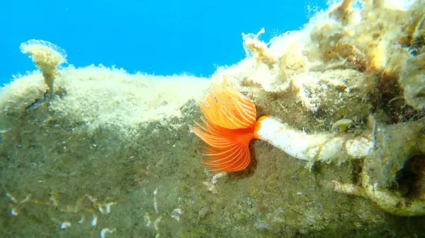 Polychaeta Protula Tubularia Tenger Alatti Égei Tenger Görögország Halkidiki — Stock Fotó