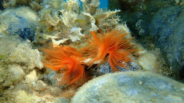 Polychaeta Protula Tubularia Sottomarino Mar Egeo Grecia Calcidica — Foto Stock