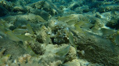 Salema porgy (Sarpa salpa) denizaltı, Ege Denizi, Yunanistan, Halkidiki