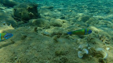 Süslü wrasse (Thalassoma pavo) erkek denizaltı, Ege Denizi, Yunanistan, Halkidiki