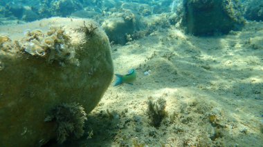 Süslü wrasse (Thalassoma pavo) erkek denizaltı, Ege Denizi, Yunanistan, Halkidiki