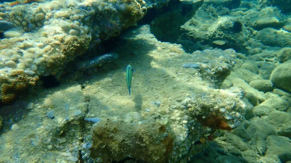 Wrasse Ornamentado Thalassoma Pavo Macho Submarino Mar Egeo Grecia Halkidiki — Foto de Stock