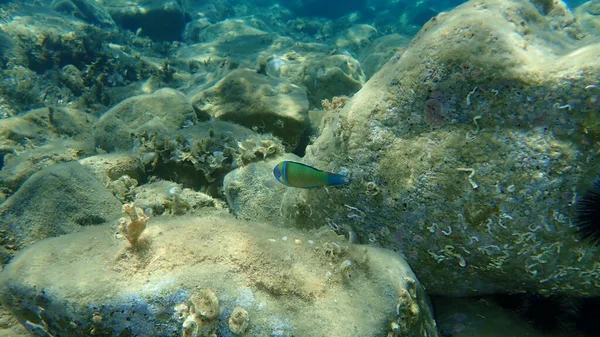 Ornate Wrasse Thalassoma Pavo Male Undersea Aegean Sea Greece Halkidiki — Fotografia de Stock