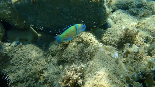 Süslü Wrasse Thalassoma Pavo Erkek Denizaltı Ege Denizi Yunanistan Halkidiki — Stok fotoğraf