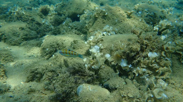 Ozdobny Wrasse Thalassoma Pavo Samica Podwodna Morze Egejskie Grecja Halkidiki — Zdjęcie stockowe