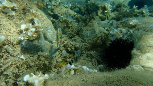 Wrasse Ornamentado Thalassoma Pavo Hembra Submarina Mar Egeo Grecia Halkidiki — Foto de Stock