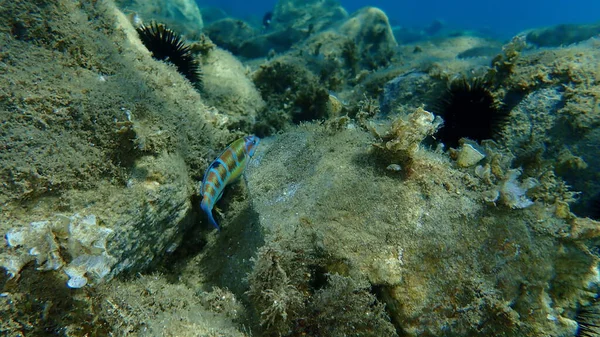 Ornate Wrasse Thalassoma Pavo Female Undersea Aegean Sea Greece Halkidiki — Stock Photo, Image