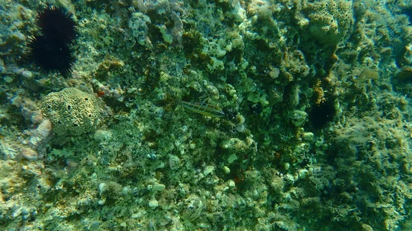 Ornerade Wrasse Thalassoma Pavo Kvinnliga Undervattens Egeiska Havet Grekland Halkidiki — Stockfoto