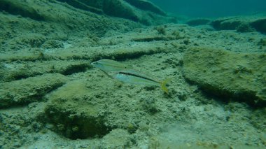 Çizgili kırmızı kefal veya surmuletus (Mullus surmuletus) ve Doğu Atlantik tavus kuşu grasse (Symphodus tinca) denizaltı, Ege Denizi, Yunanistan, Halkidiki