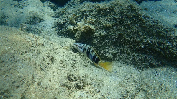 Malovaný Hřeben Serranus Scriba Pod Mořem Egejské Moře Řecko Halkidiki — Stock fotografie