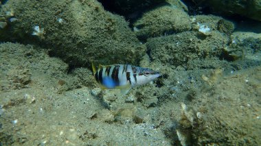Boyanmış komando (Serranus scriba) denizaltı, Ege Denizi, Yunanistan, Halkidiki