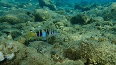 Boyanmış komando (Serranus scriba) denizaltı, Ege Denizi, Yunanistan, Halkidiki