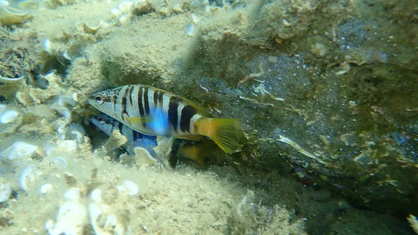 Combre Peint Serranus Scriba Sous Marin Mer Égée Grèce Chalcidique — Photo