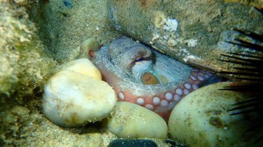 Ortak ahtapot (Octopus vulgaris) denizaltı, Ege Denizi, Yunanistan, Halkidiki