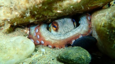 Ortak ahtapot (Octopus vulgaris) denizaltı, Ege Denizi, Yunanistan, Halkidiki