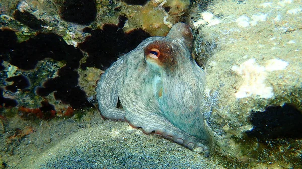 Pieuvre Commune Octopus Vulgaris Sous Marine Mer Égée Grèce Chalcidique — Photo