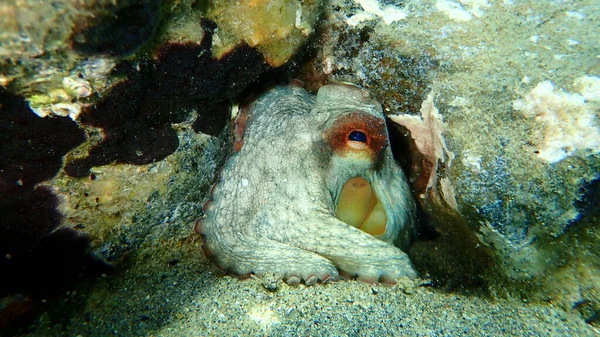 Подводный Осьминог Octopus Vulgaris Эгейское Море Греция Халкидики — стоковое фото