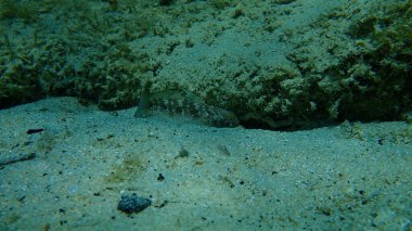 Karadeniz (Gobius niger), Ege Denizi, Yunanistan, Halkidiki