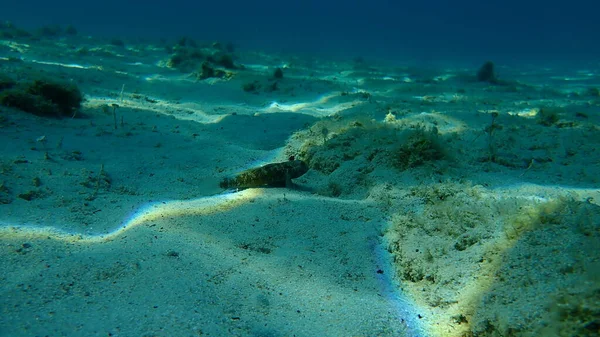 Czarny Goby Gobius Niger Podmorski Morze Egejskie Grecja Halkidiki — Zdjęcie stockowe