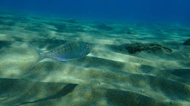 Kum steenbras veya çizgili deniz kabuğu (Lithognathus mormyrus) deniz altı, Ege Denizi, Yunanistan, Halkidiki